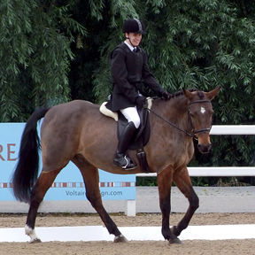 Dressage - I/D Championship Test