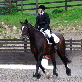 Working trot