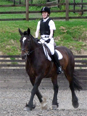 MXK Working Trot