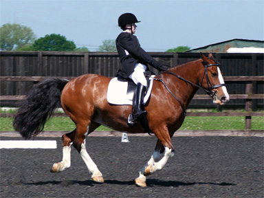 Freestyle Dressage