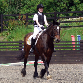 HXF in trot
