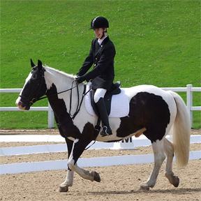 Championship Dressage