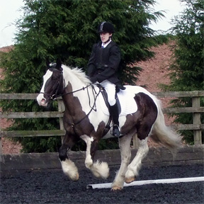 Dressage