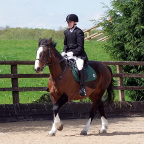 Dressage