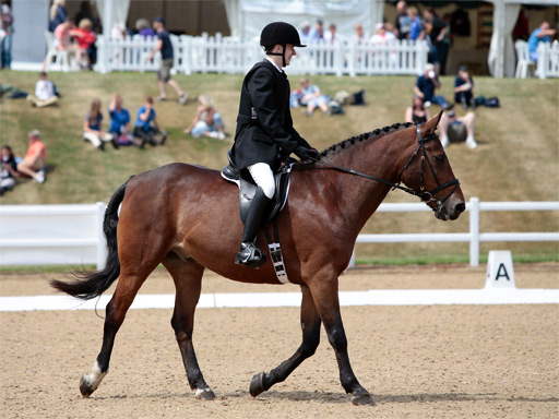Championship dressage