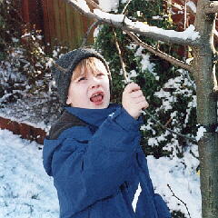'Who put this snow on my tree?' 'Who put this snow on my tree?'